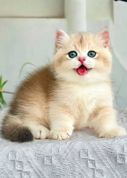 British Shorthair