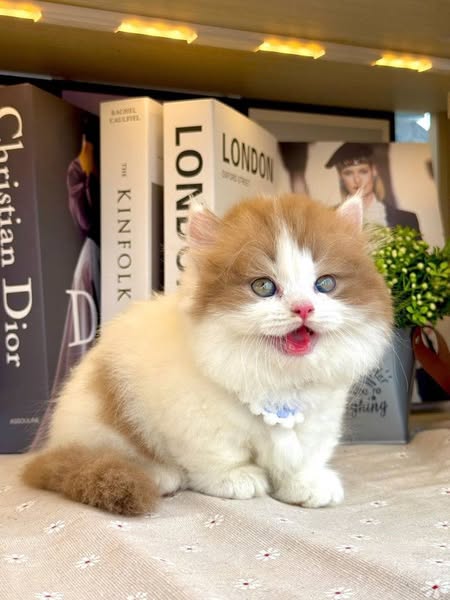 Munchkin Longhair