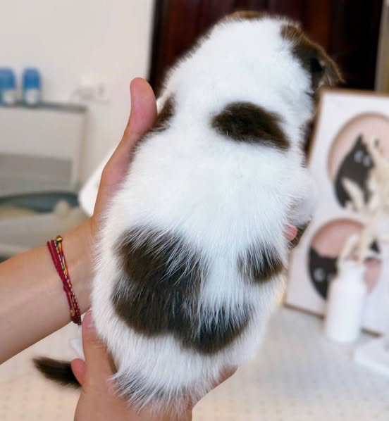 Scottish Fold
