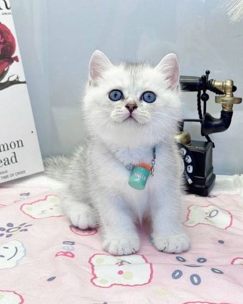 British Shorthair