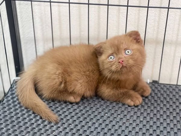 Munchkin Fold
