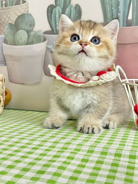 Munchkin