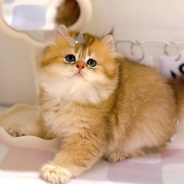 British Longhair