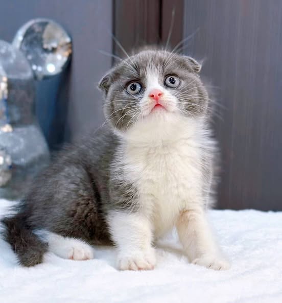 Scottish Fold