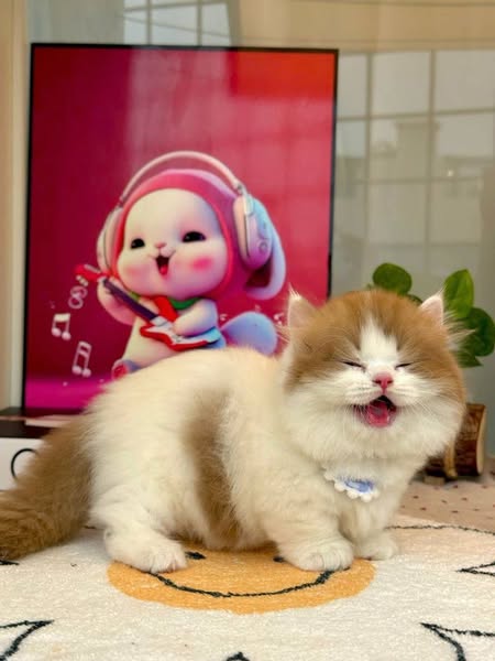Munchkin Longhair
