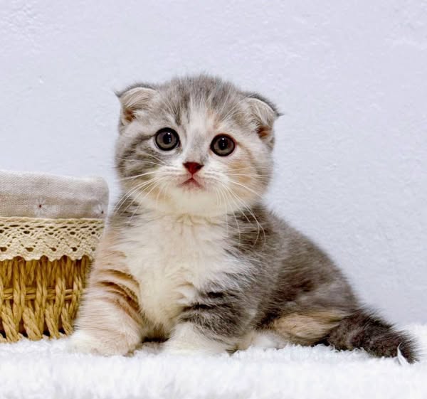 Munchkin Fold