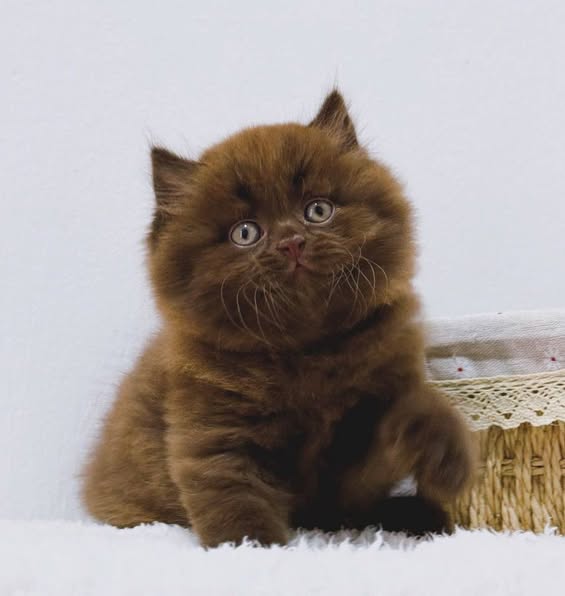 British Longhair