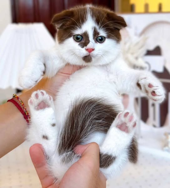 Scottish Fold