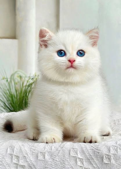 British Shorthair