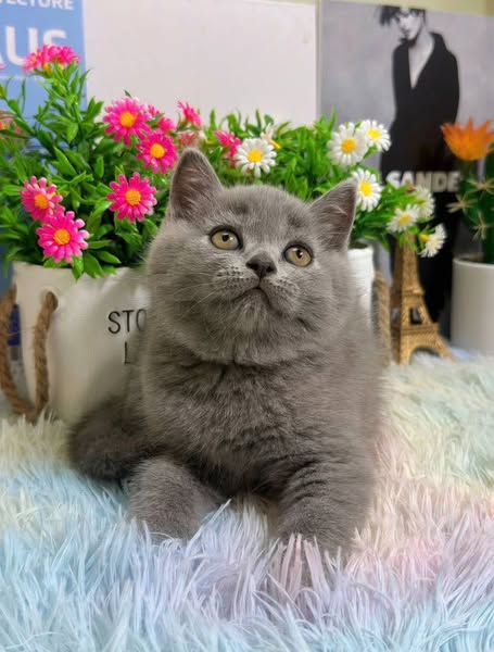British Shorthair