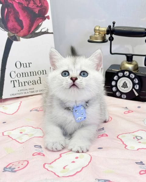 British Shorthair