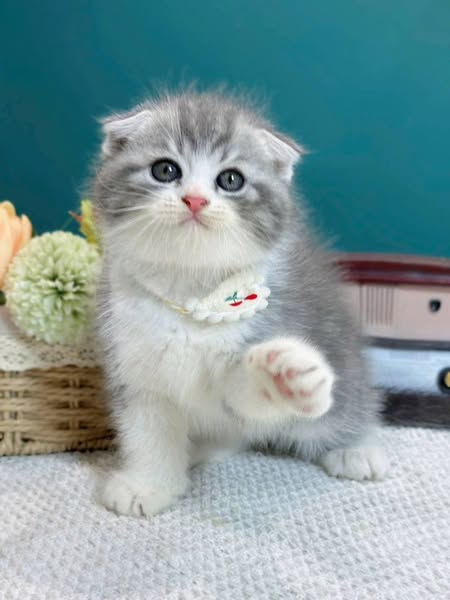 Scottish Fold