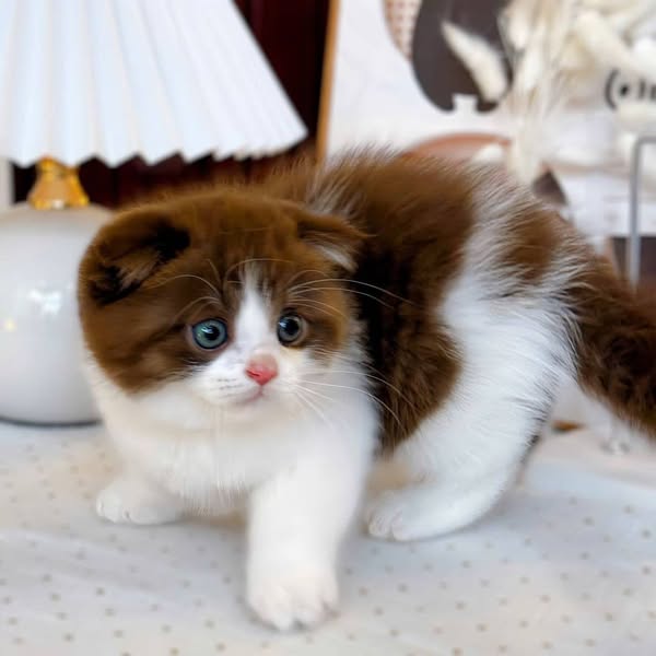 Scottish Fold