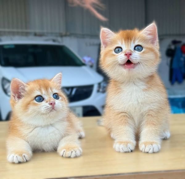 British Shorthair