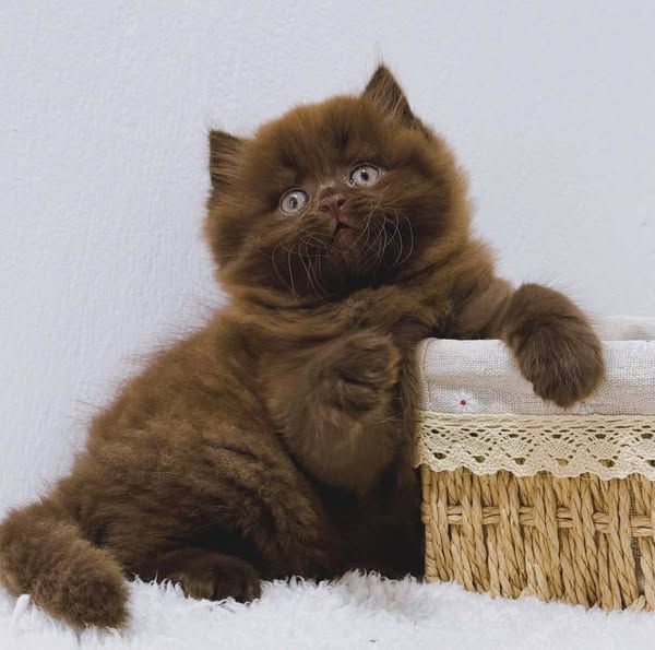 British Longhair