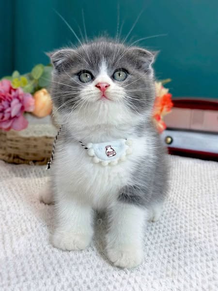 Scottish Fold