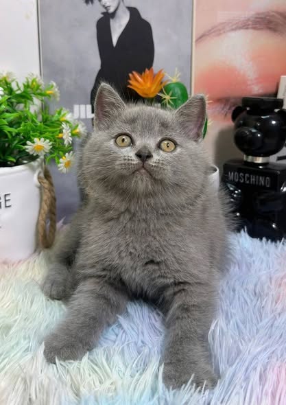 British Shorthair