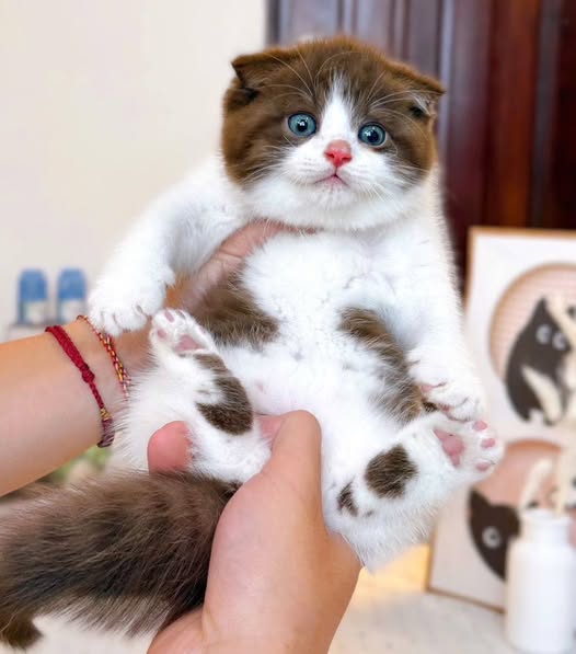 Scottish Fold