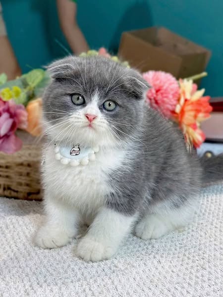 Scottish Fold