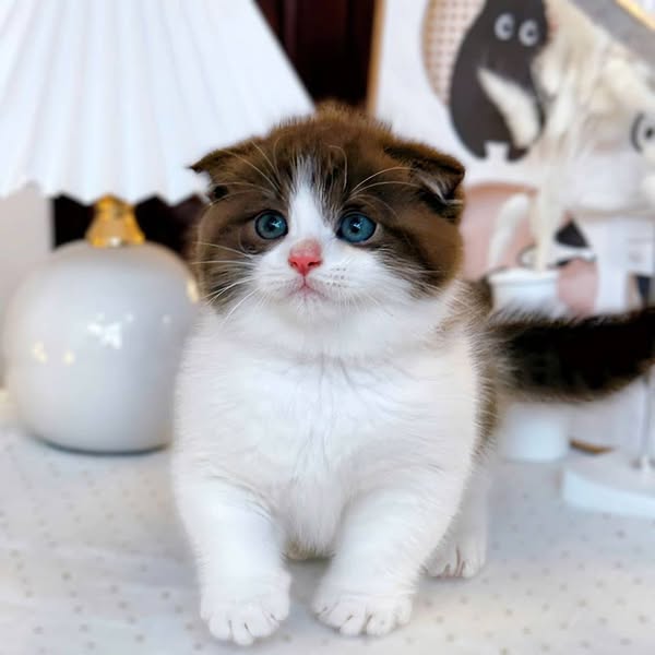Scottish Fold