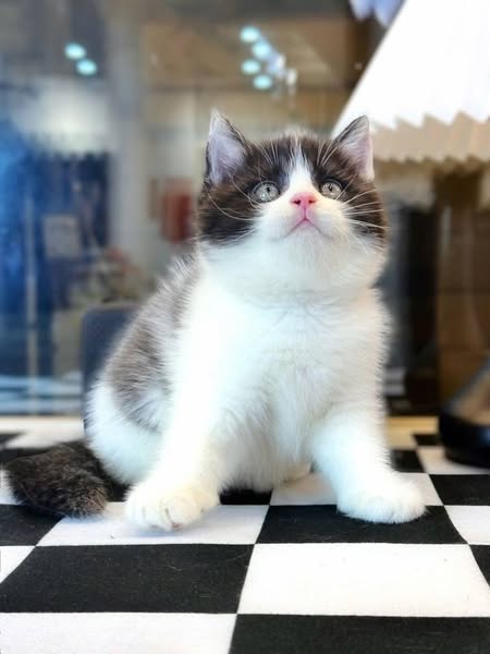 British Shorthair