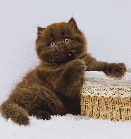 British Longhair