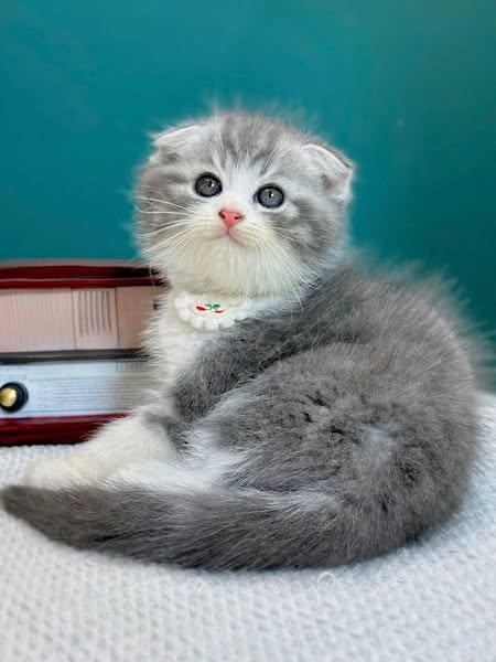 Scottish Fold