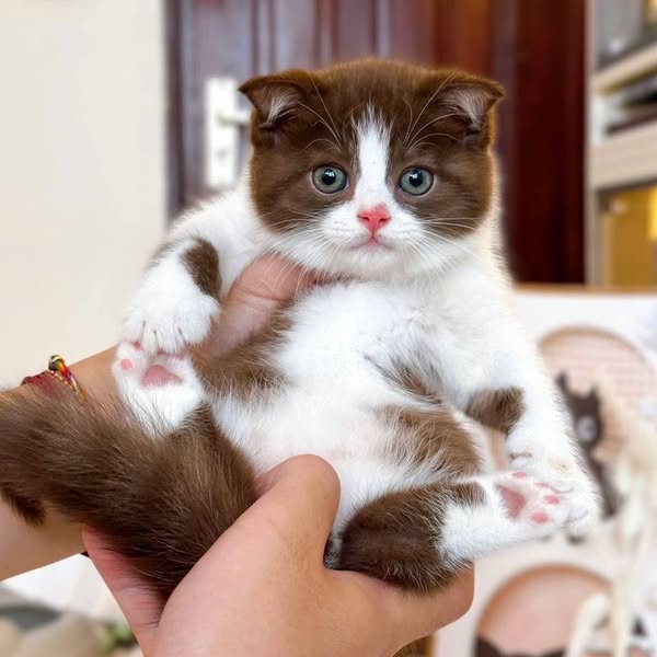 Scottish Fold