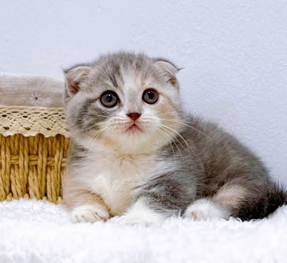 Munchkin Fold