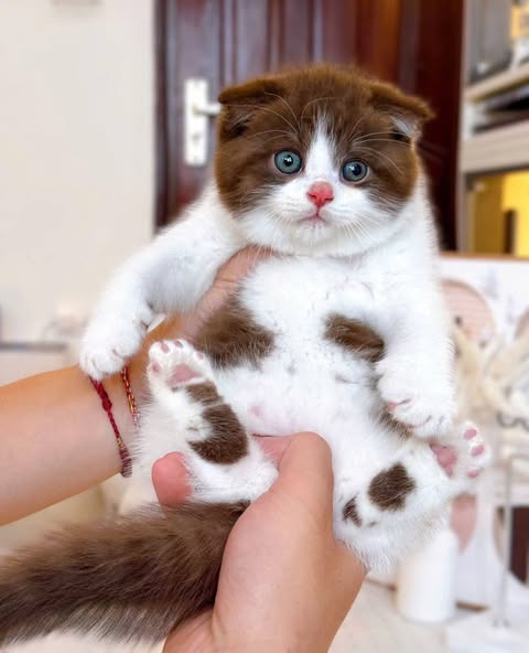 Scottish Fold