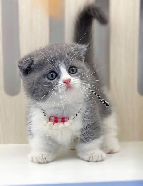 Munchkin Fold