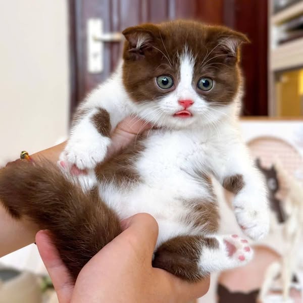 Scottish Fold