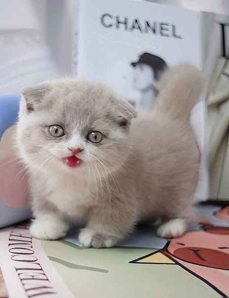 Munchkin Fold