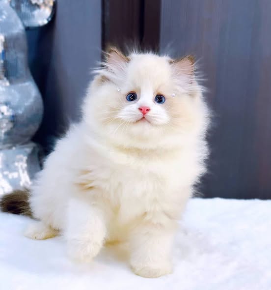 Ragdoll