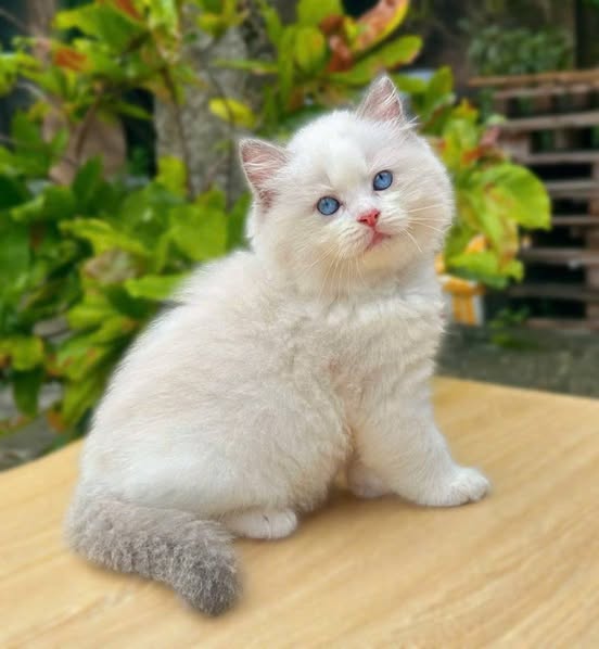 Ragdoll