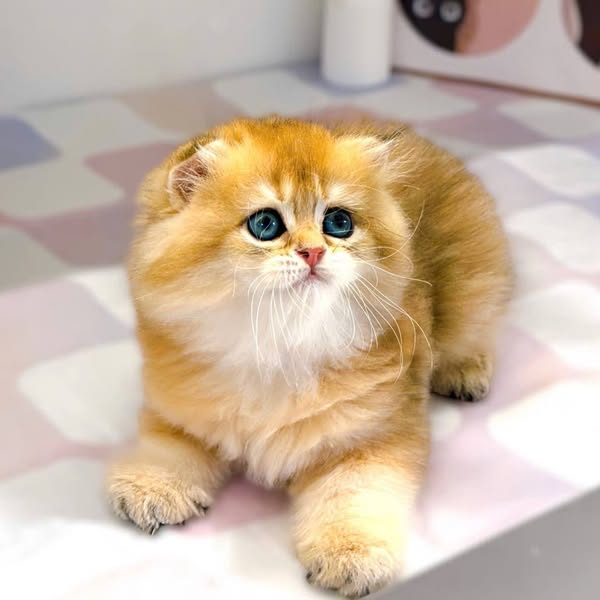 Scottish Fold Longhair