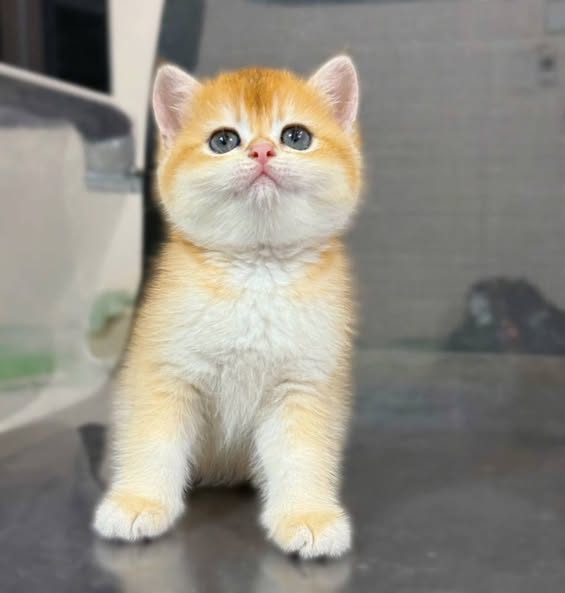 British Shorthair