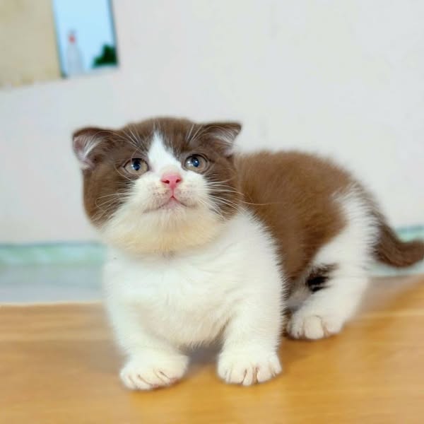 Munchkin Fold