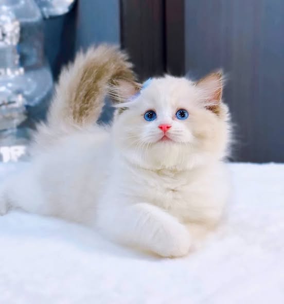 Ragdoll