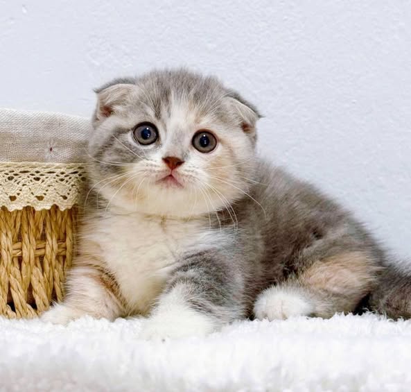 Munchkin Fold