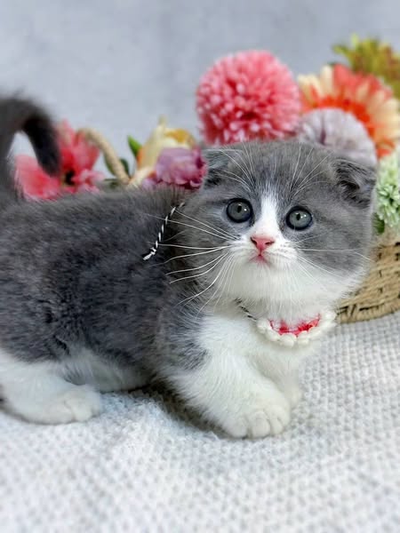 Munchkin Fold