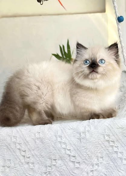 Munchkin