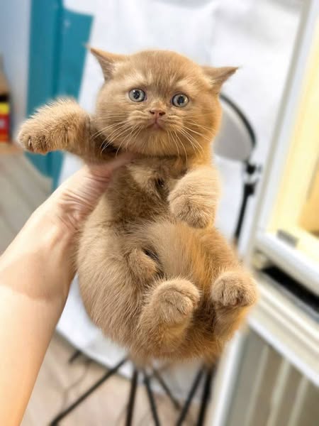 British Shorthair