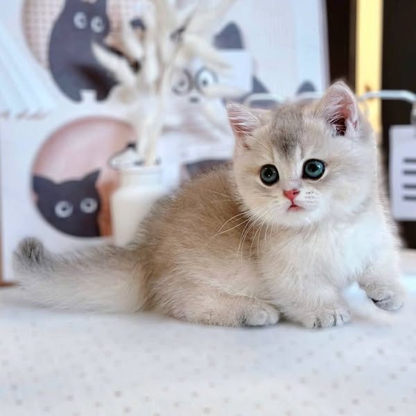 Munchkin