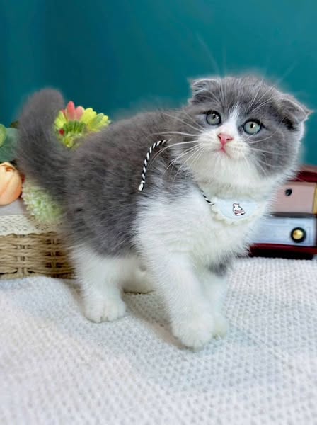 Scottish Fold