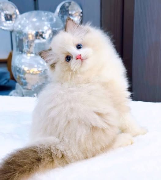 Ragdoll