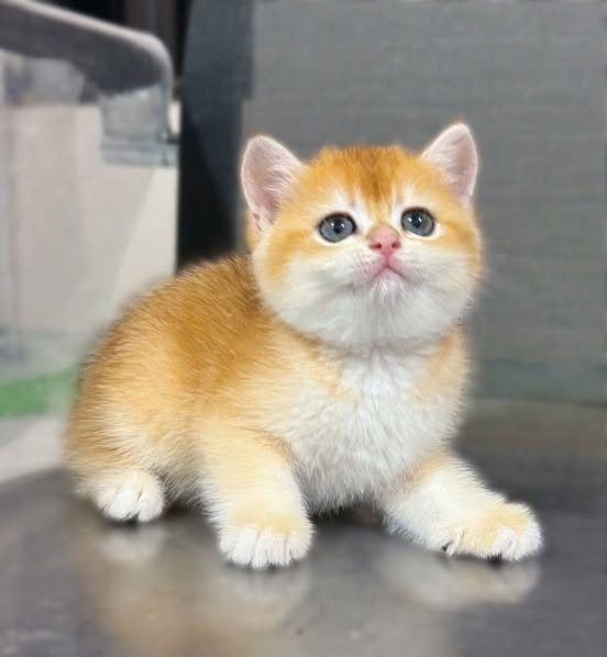 British Shorthair