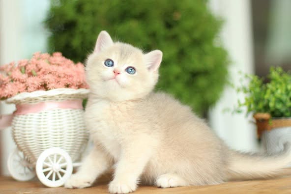 British Shorthair