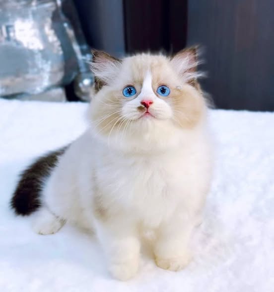 Ragdoll