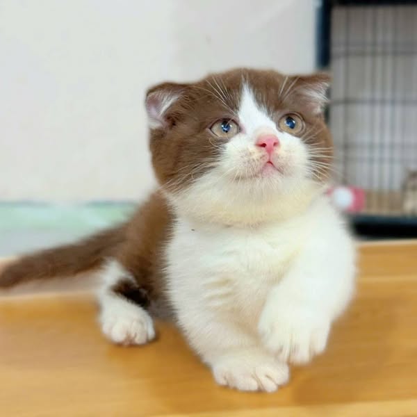 Munchkin Fold
